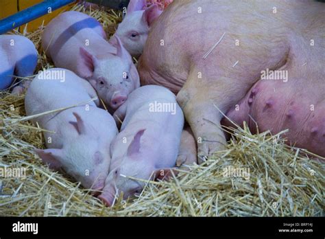 Landrace Hi Res Stock Photography And Images Alamy