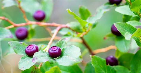 What Is a Huckleberry? Benefits, Nutrition, Recipes, Side Effects - Dr. Axe