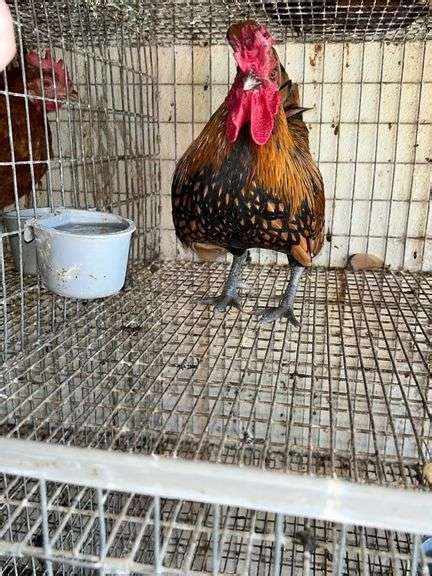 Golden Sebright Rooster Rogers Community Auction Inc