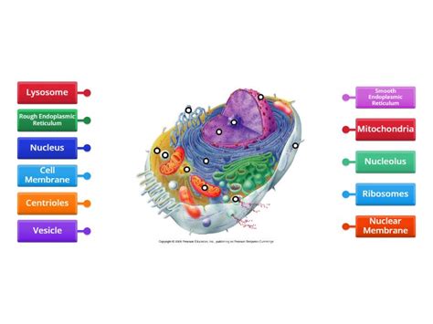 Cell Organelles - Labelled diagram