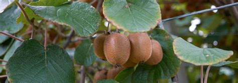 Kiwi Autofertile Solissimo Bio Actinidia Chinensis Ou Deliciosa