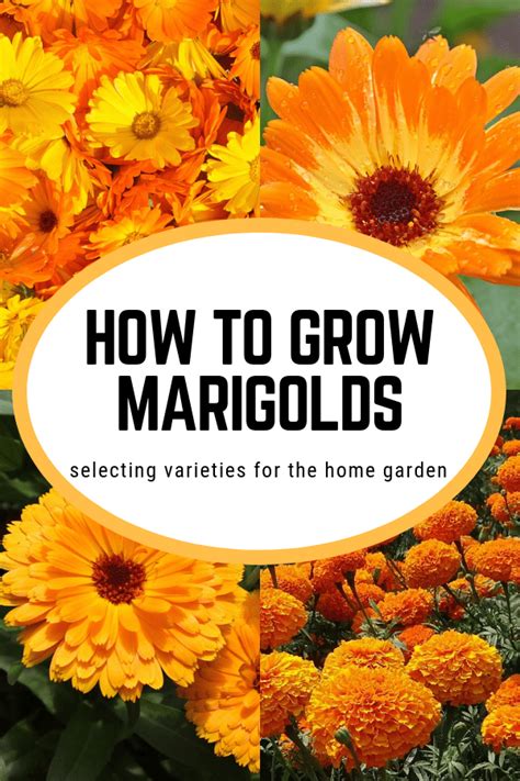 How To Grow Marigolds Gardening Channel