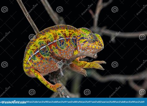 Madagascar Endemic Lizard Chameleon In Angry State Stock Photo Image