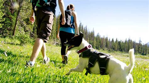 dog friendly hiking trails  colorado springs