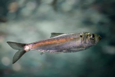 7 Types of Shad That Every Angler Should Know - Fishmasters.com