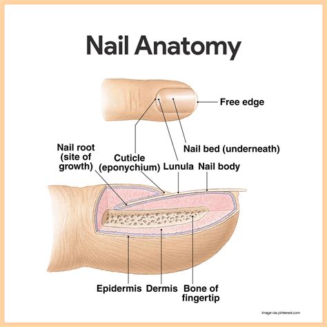 integumentary system nail diagram diseasesdisorders