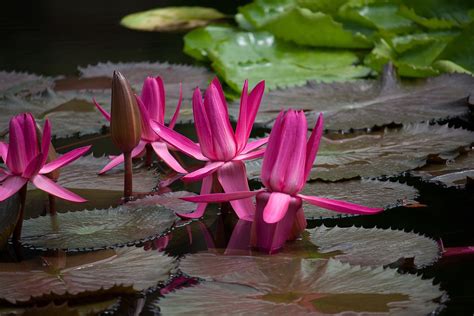 Water Lily Plant Pond Aquatic Free Photo On Pixabay Pixabay