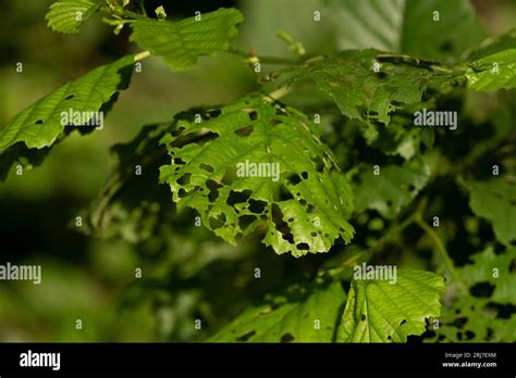 Leaves Of Alder Tree Hi Res Stock Photography And Images Alamy