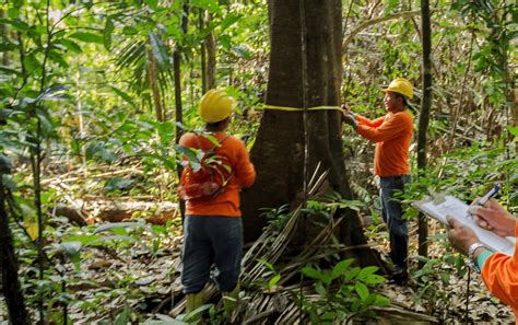 Fnbf E Fiemt Promovem Dia De Floresta Para Apresentar Manejo