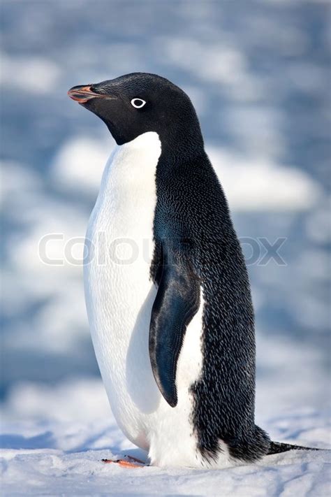 Black and white penguin on the white ... | Stock image | Colourbox