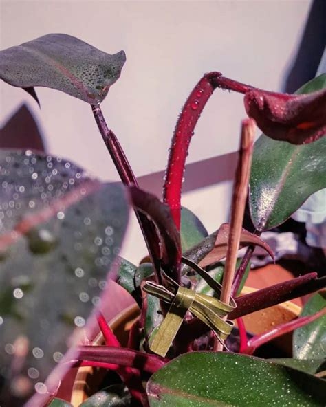 Blushing Philodendron Care Tips And Propagation Methods