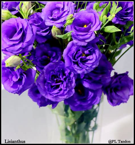 Blue Lisianthus Eustoma Russellianum Blue Lisianthus Eu Flickr