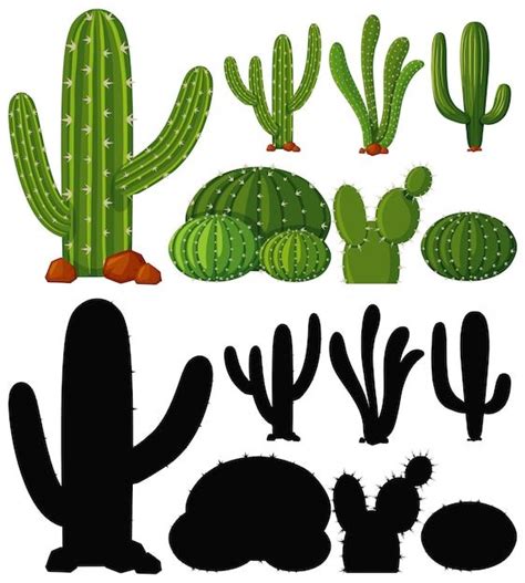 Free Vector Set Of Cactus Plant Cactos Desenho Cactos Cacto