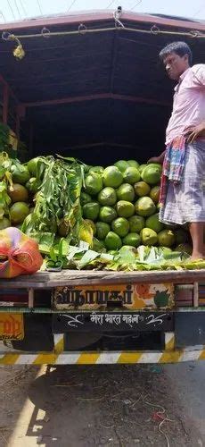 NORMALLY GREEN Tender Coconut Water, Packaging Type: Open Truck Loading ...