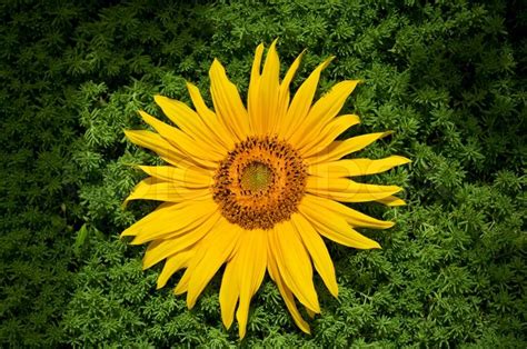 Beautiful Yellow Sunflower And Green Stock Image Colourbox