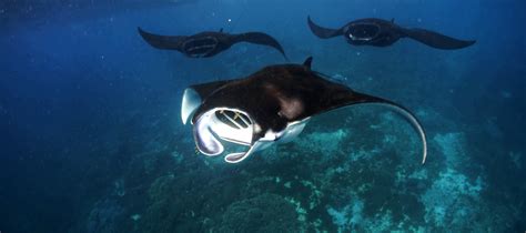 Las Mantarrayas De Arrecife De Raja Ampat Prefieren Quedarse Cerca De