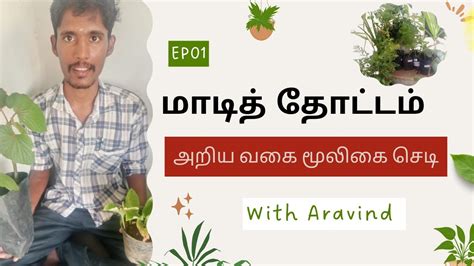 Aravind Hills Herbal Plants