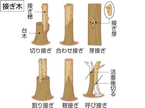 「台木」の意味や使い方 わかりやすく解説 Weblio辞書