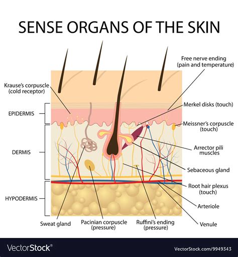 Cross Section Of The Skin Diagram Diagram Of Human Skin Laye