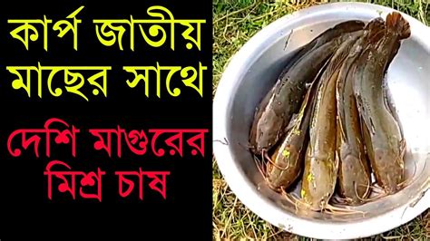 কিভাবে দেশি মাগুরের সাথে কার্প জাতীয় মাছের মিশ্র চাষ করবেন Deshi