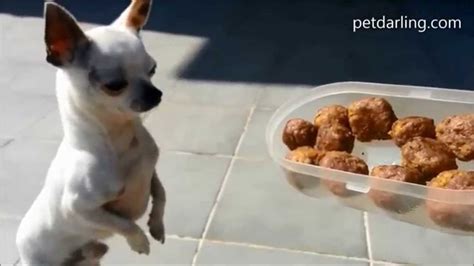 Comida Casera Para Perros Receta Albondigas De Carne Y Avena Gatos Y