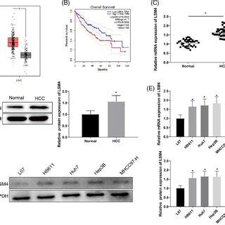 Lsm Was Highly Expressed In Hcc Tissues And Cells Ab Gepia