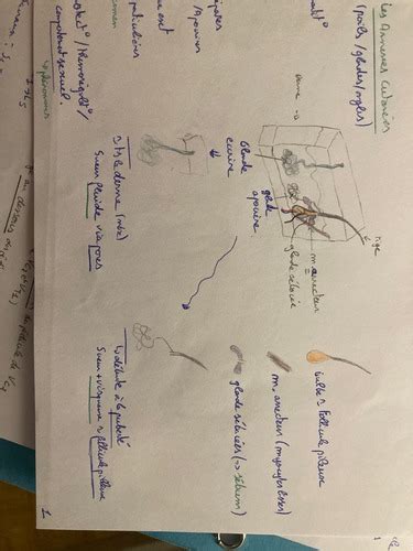 Appareil Tégumentaire Endocrinien Cartes Quizlet