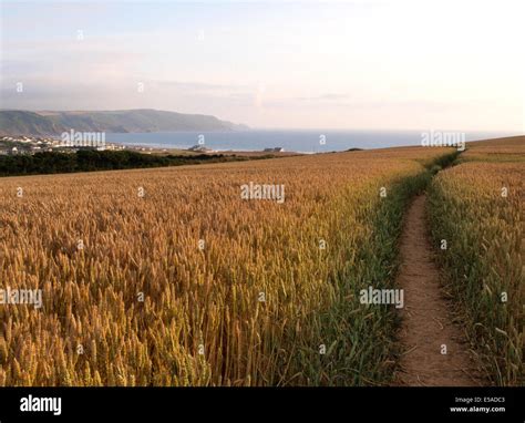 Path Through Wheat Field Hi Res Stock Photography And Images Alamy