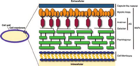 Diagram Of The Basic Components Of The Mycobacterial Cell Wall Mapc