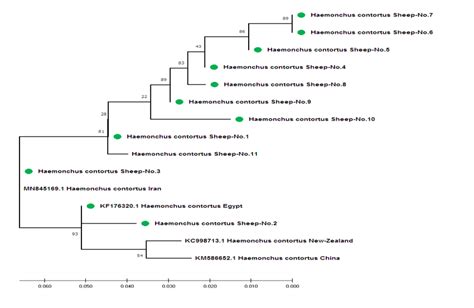 Phylogenetic Tree Analysis Based On Its Small Subunit Ribosomal Rna