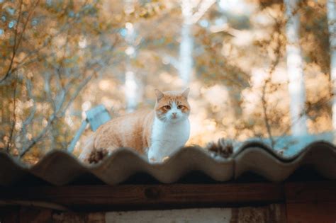 Premium Photo Portrait Of Cat Sitting On A Tree