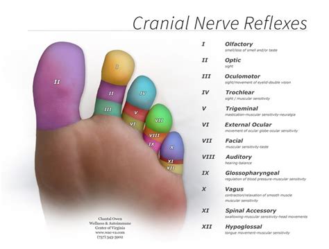 Image Result For Cranial Nerve Chart Reflexology Cranial Nerves