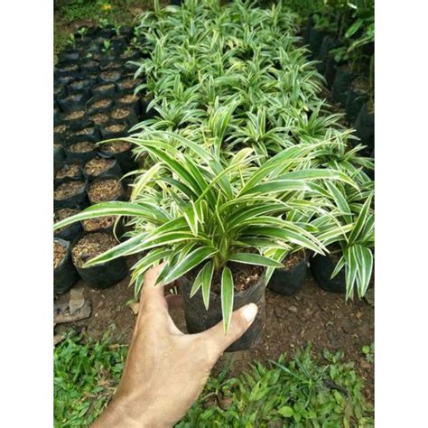 Jual Tanaman Hias Lily Paris Umbi Spider Plant Shopee Indonesia