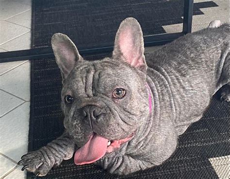 Fort Lauderdale Fl French Bulldog Meet Asher A Pet For Adoption