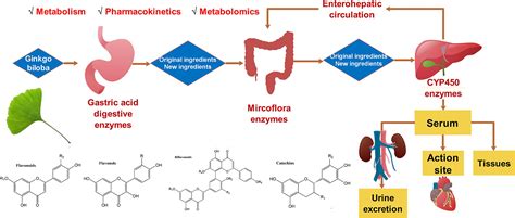 Frontiers Pharmacokinetic Metabolism And Metabolomic Strategies