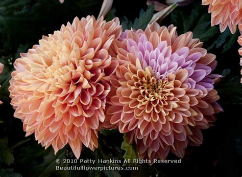 Coral Charm And Coral Reef Chrysanthemums Beautiful Flower Pictures Blog