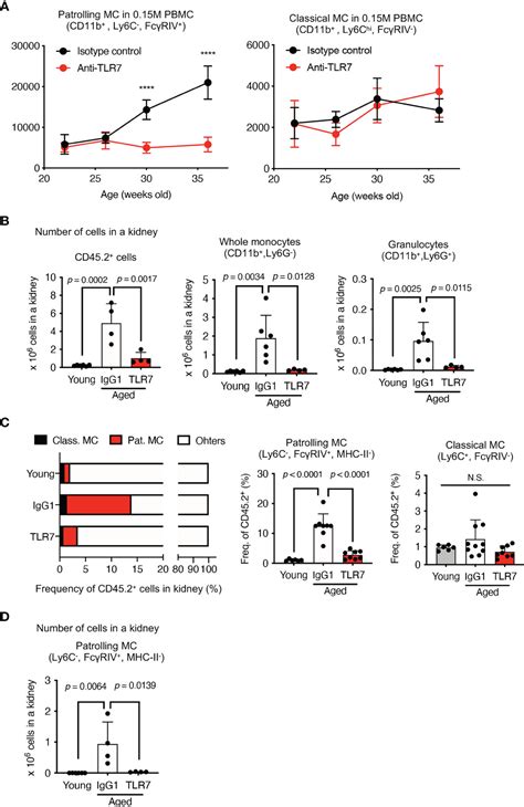 Frontiers Anti TLR7 Antibody Protects Against Lupus Nephritis In