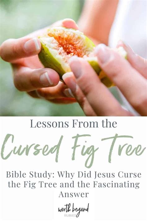 Why Did Jesus Curse The Fig Tree The Fascinating Answer Fig Tree