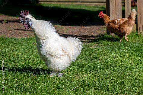 Foto De Silkie Chicken Also Known As Silky Or Chinese Silk Chicken Do