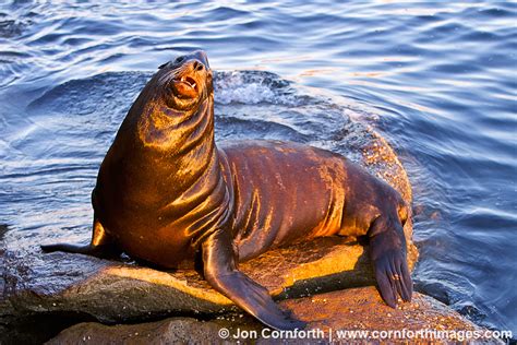 California Sea Lion 2 Photo, Picture, Print | Cornforth Images