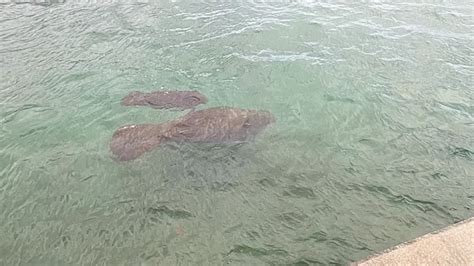 Decrease in weekend temperatures expected to attract manatees to West