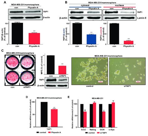 Effect Of Physalin A On Hippo Signaling Pathway A Physalin A