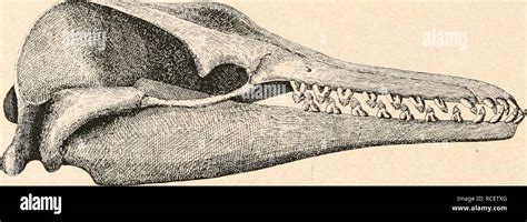 stämme der wirbeltiere Evolución Paleontología Vertebrados