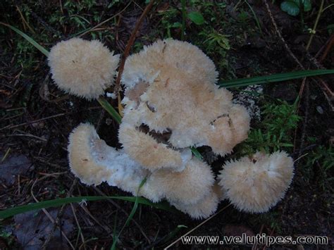 Postia Ptychogaster Puuterik P Natural Fungi In Finland