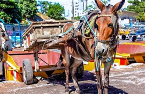 Conex O Boas Not Cias Rio De Janeiro O Primeiro Estado Do Brasil A