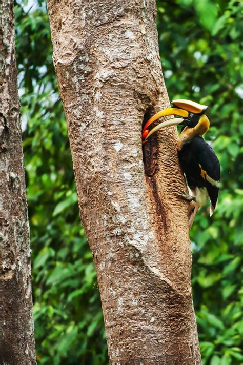 Male Great Hornbill Feeding the Female at the Nest Stock Image - Image ...