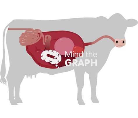 Free Cow Digestive System Body Icons Symbols Pictures And Images