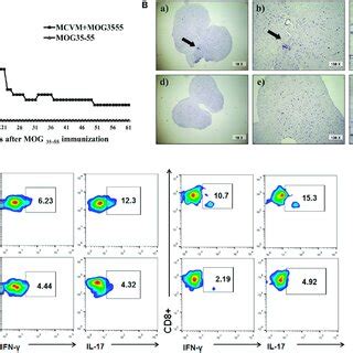 BalB C Mice With Latent Murine Cytomegalovirus McMV Infection