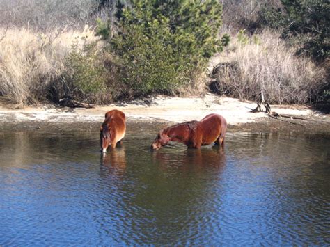 Corolla Wild Horses Gallery | Corolla Wild Horses | Corolla Wild Horse Fund