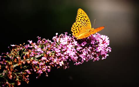 Fondos De Pantalla Flores Naturaleza Fotograf A Rama Mariposa